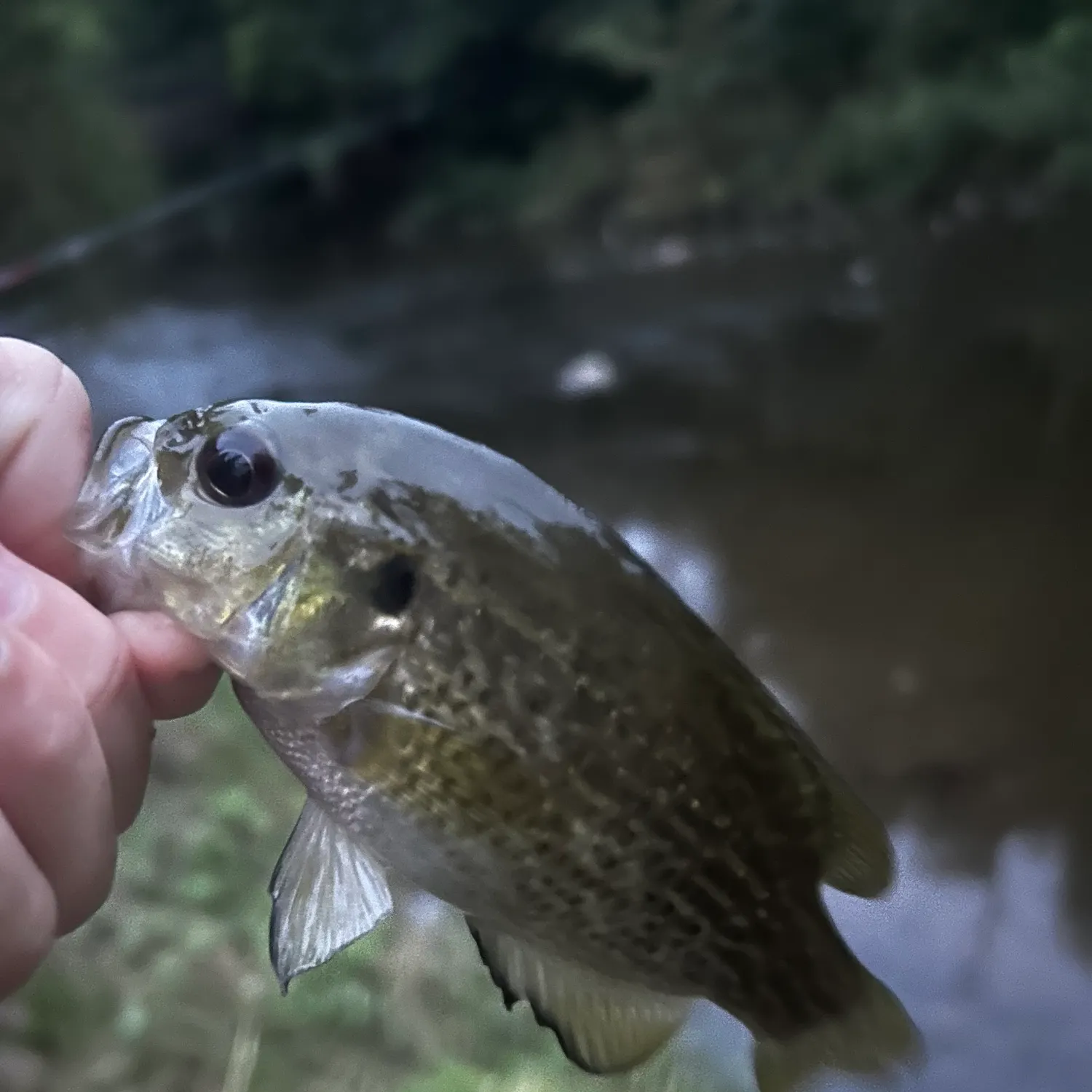 Rock bass caught on Fishbrain
