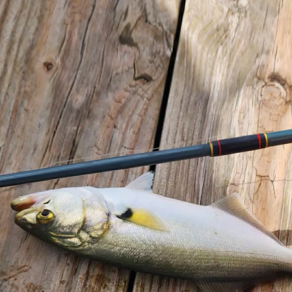 Bluefish caught on Fishbrain
