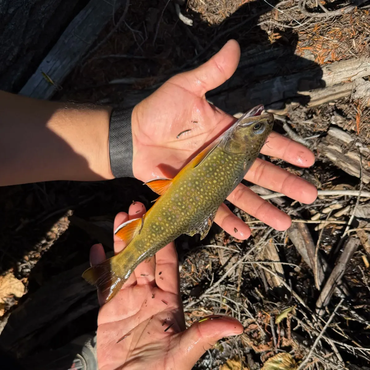 Brook trout caught on Fishbrain