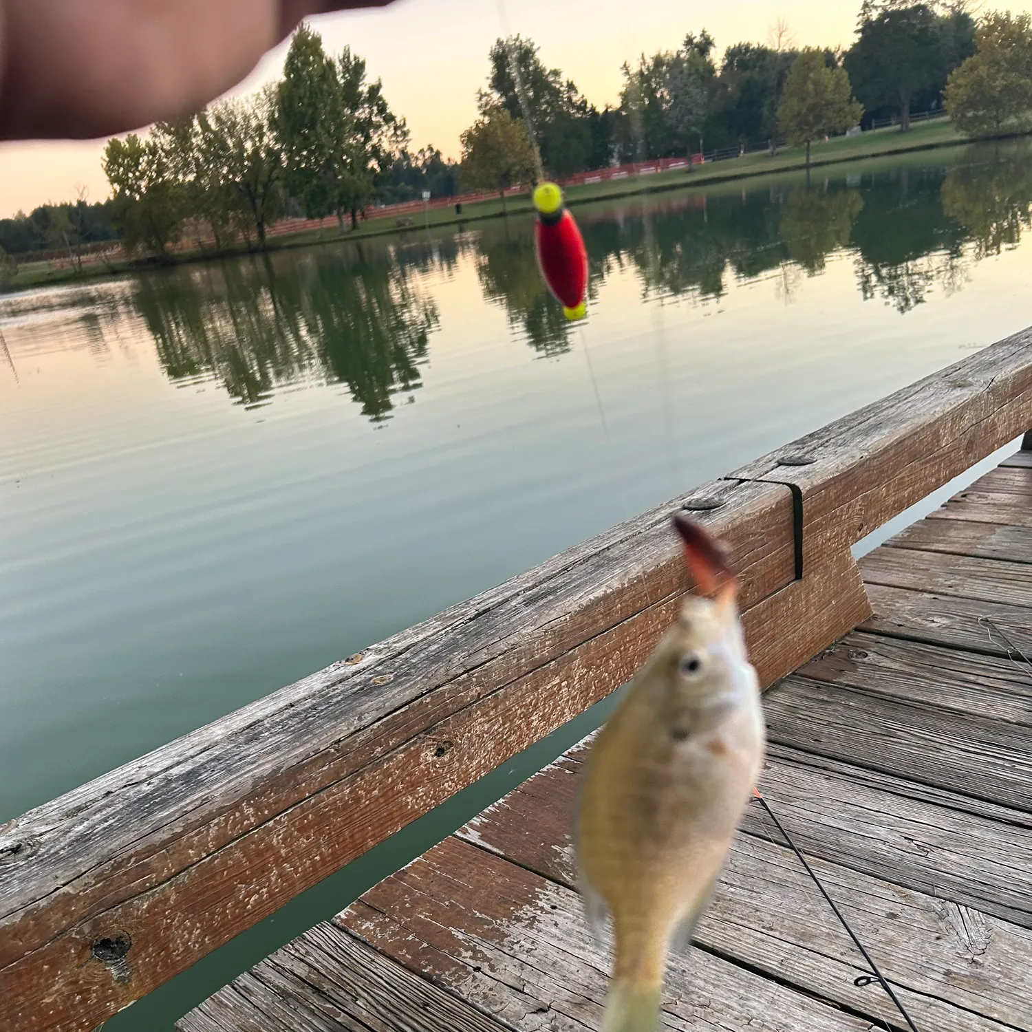 Bluegill caught on Fishbrain