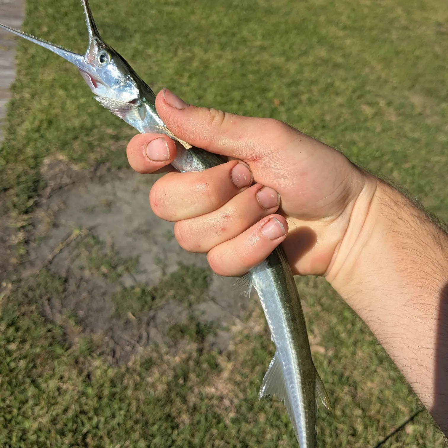 The most recent Atlantic needlefish catches on Fishbrain