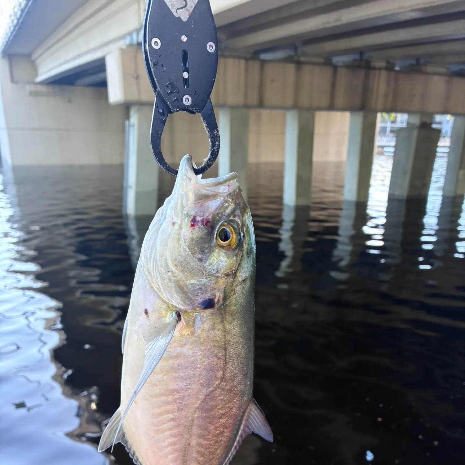 Blue runner caught on Fishbrain