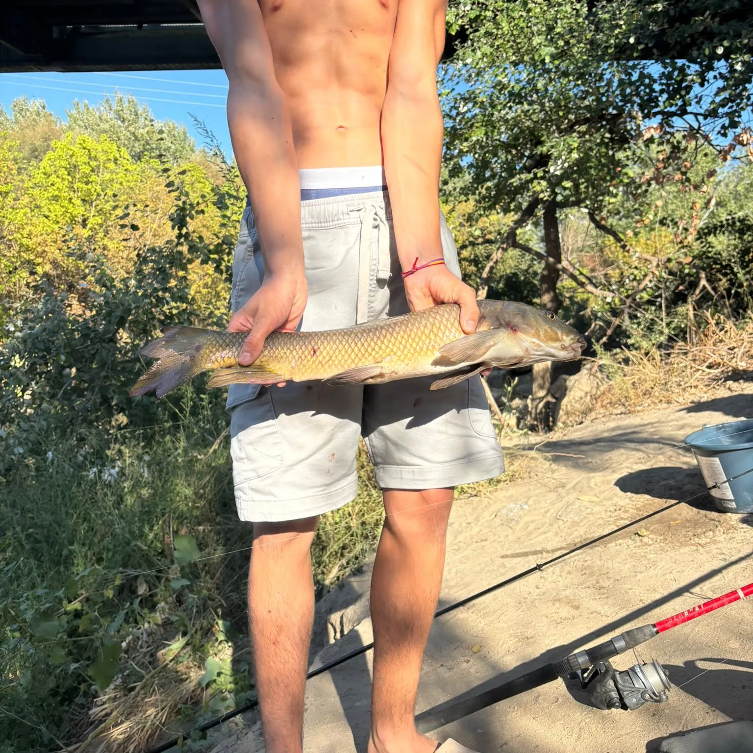 Common barbel caught on Fishbrain
