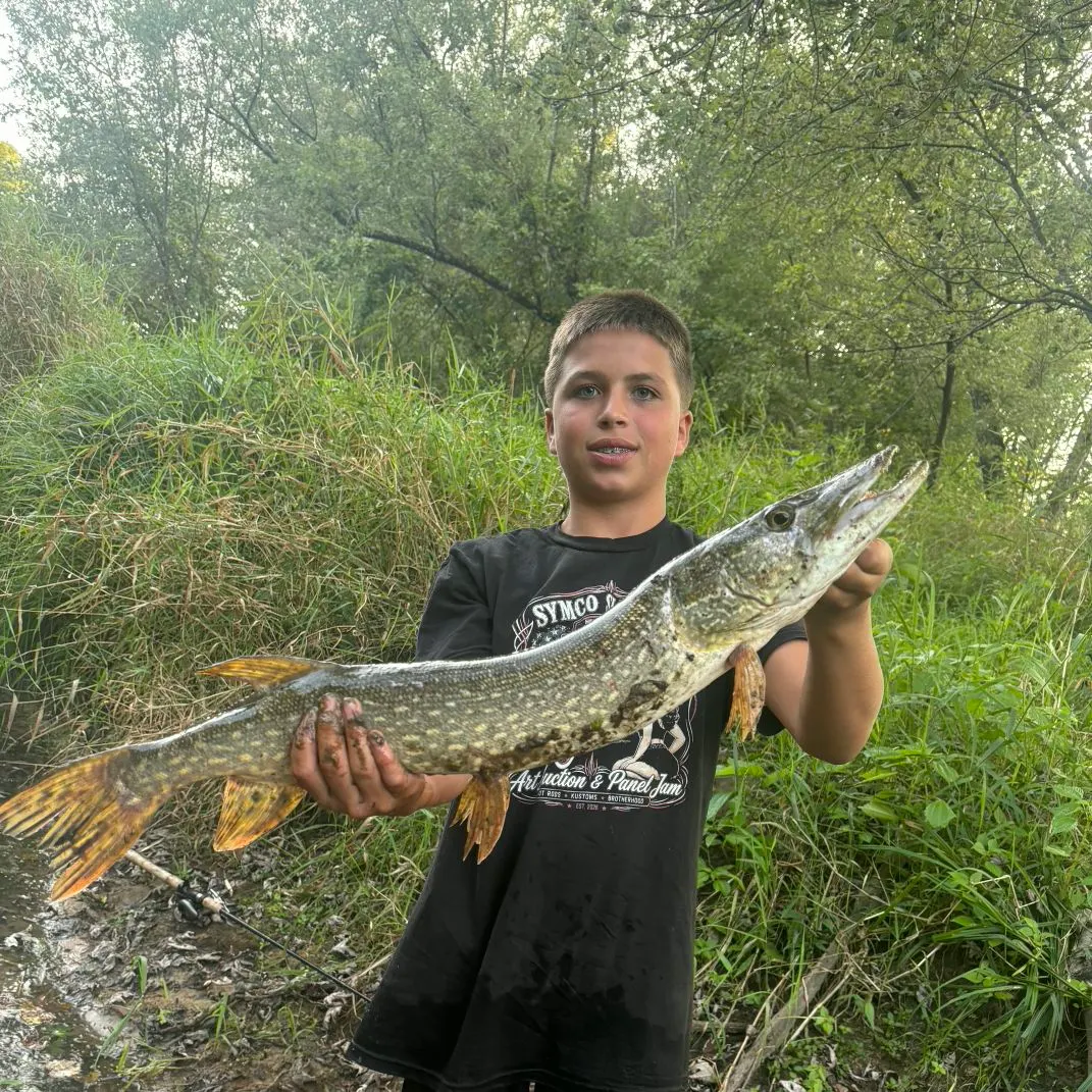 Northern pike caught on Fishbrain