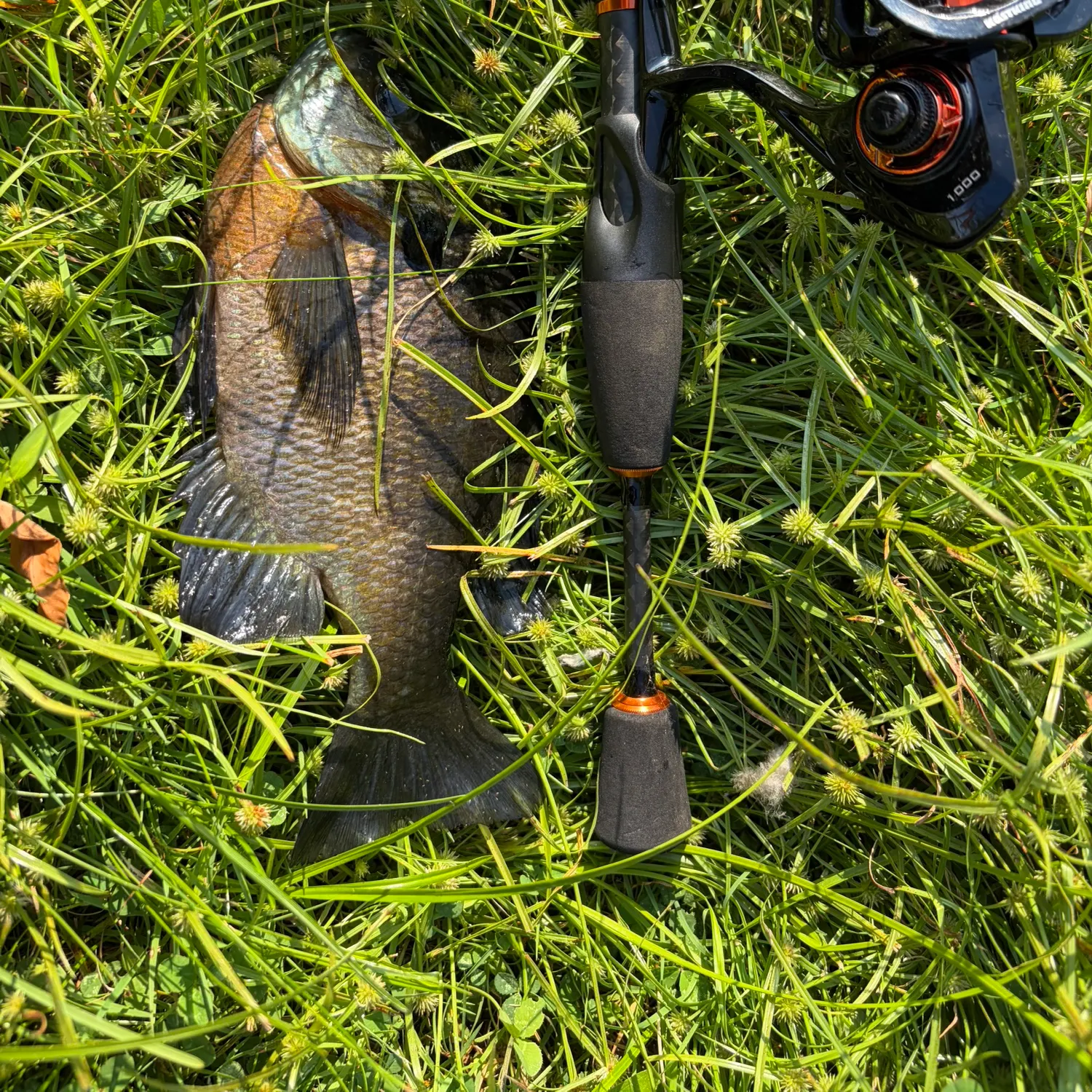 Bluegill caught on Fishbrain
