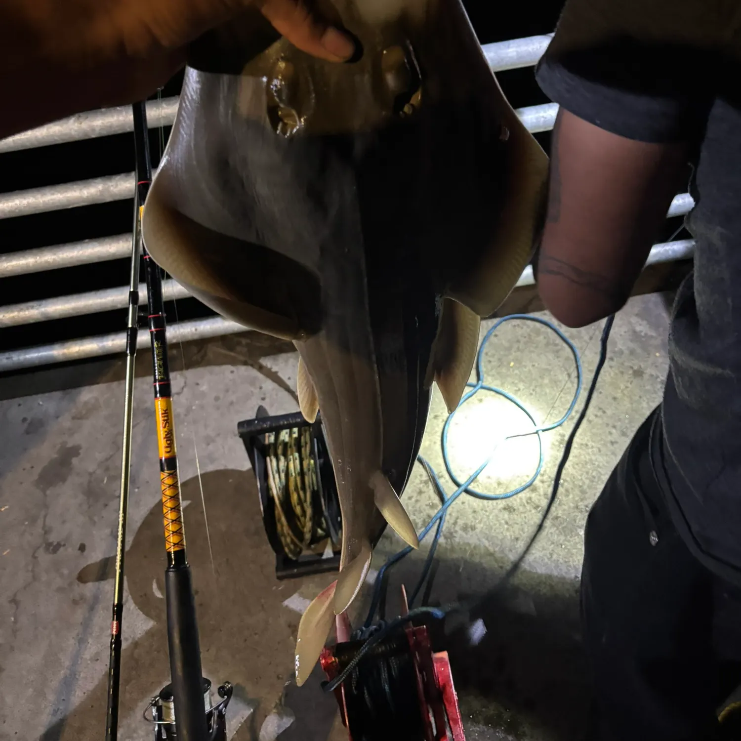 The most recent Pacific shovelnose guitarfish catches on Fishbrain