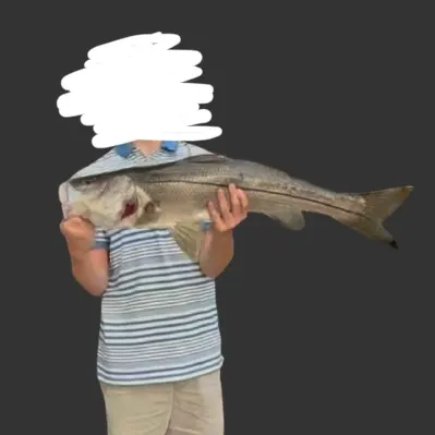 The most recent Atlantic thread herring catches on Fishbrain