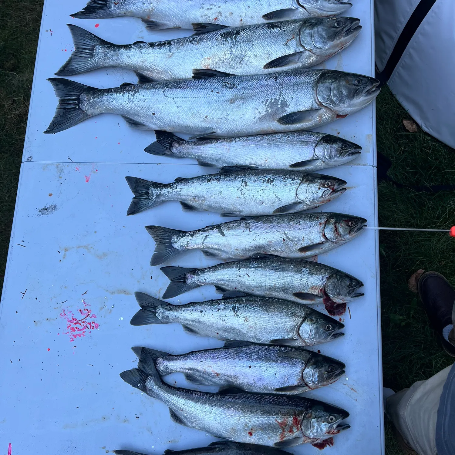 Coho salmon caught on Fishbrain