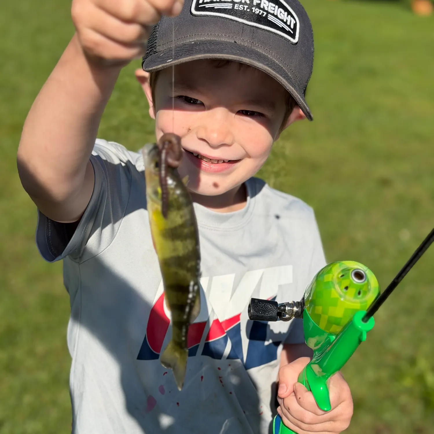 Yellow perch caught on Fishbrain
