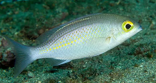 Saw-jawed monocle bream