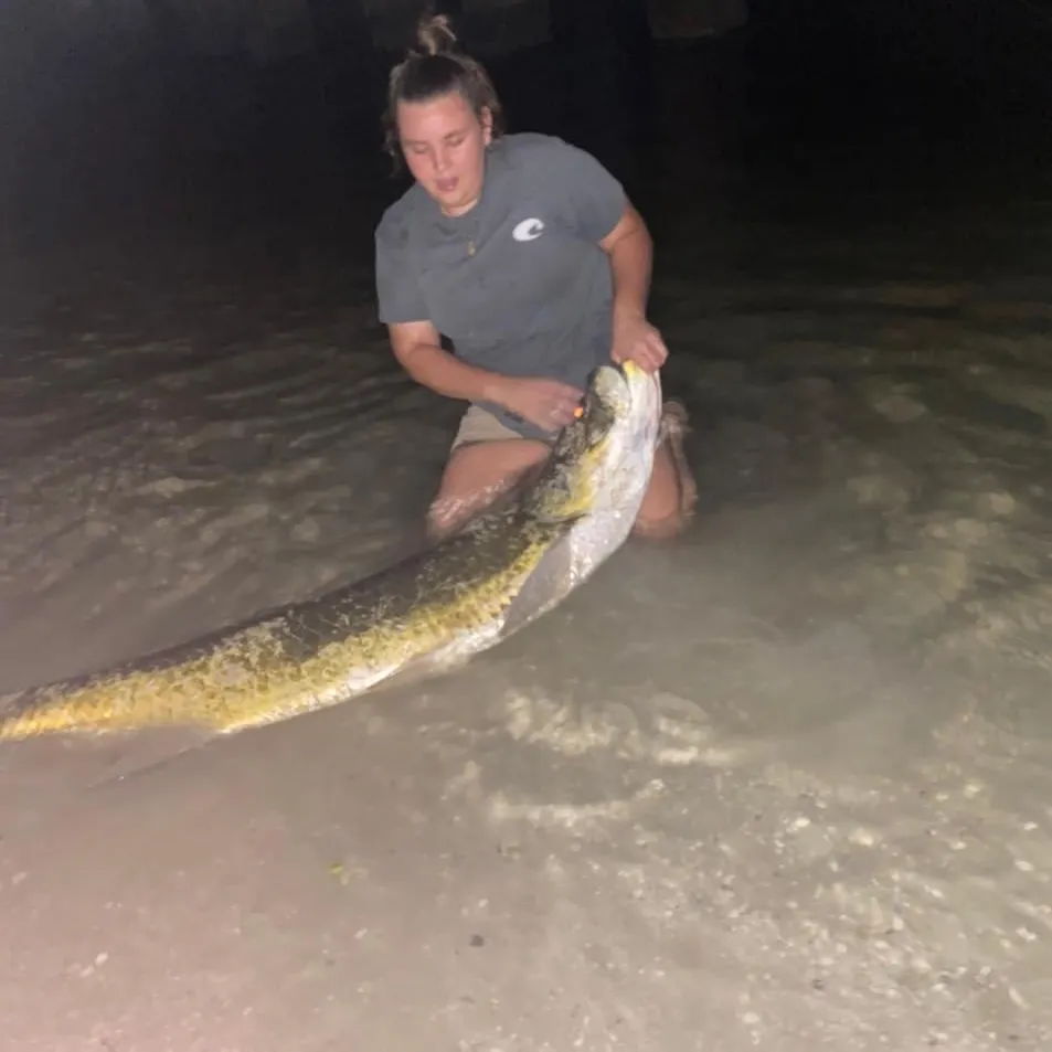 The most recent Tarpon catches on Fishbrain