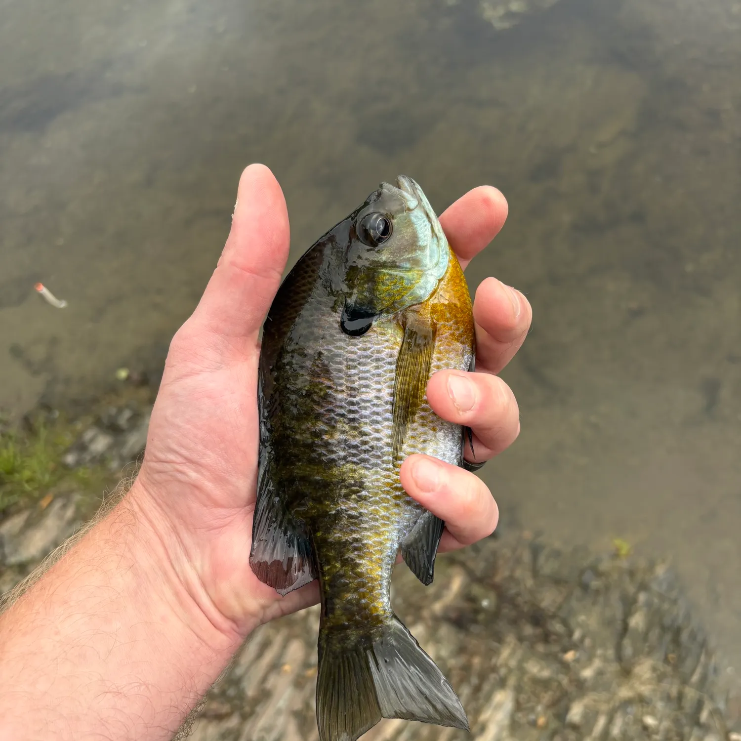 Bluegill caught on Fishbrain