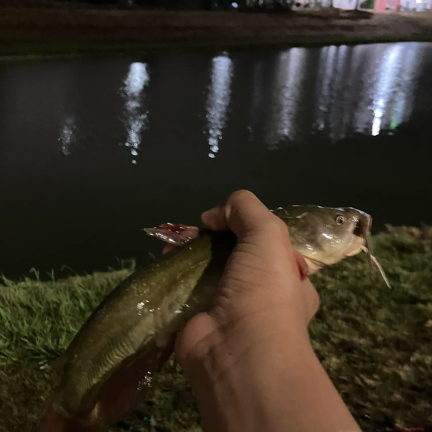 Yellow bullhead caught on Fishbrain