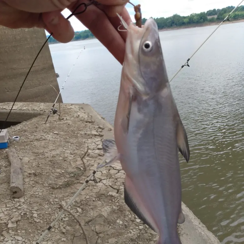 Blue catfish caught on Fishbrain