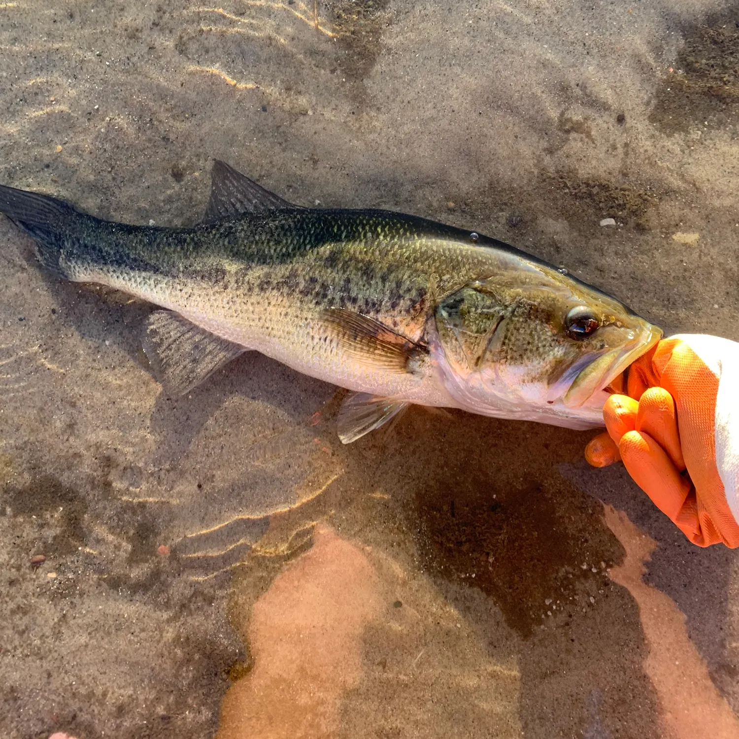 Largemouth bass caught on Fishbrain