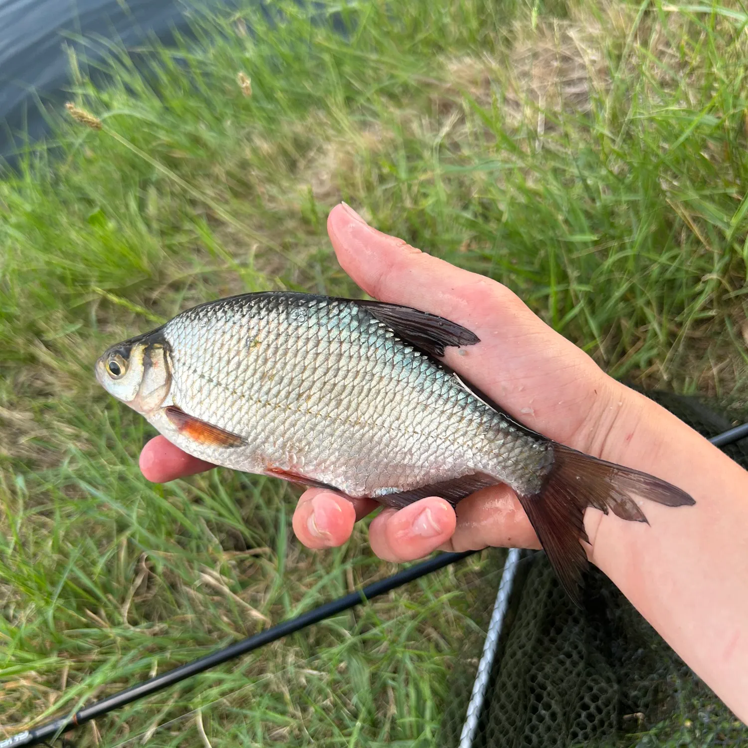 The most recent White bream catches on Fishbrain