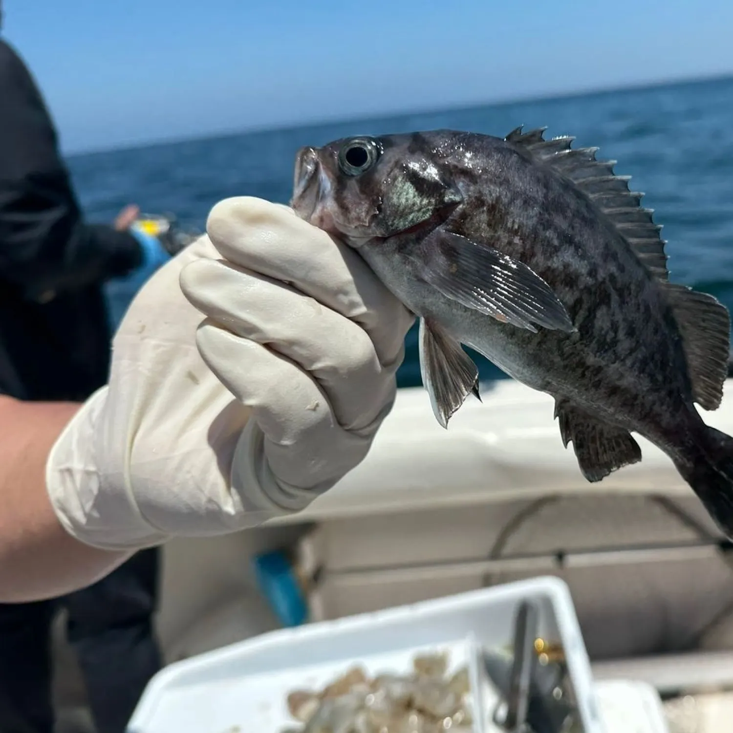 The most popular recent Blue rockfish catch on Fishbrain