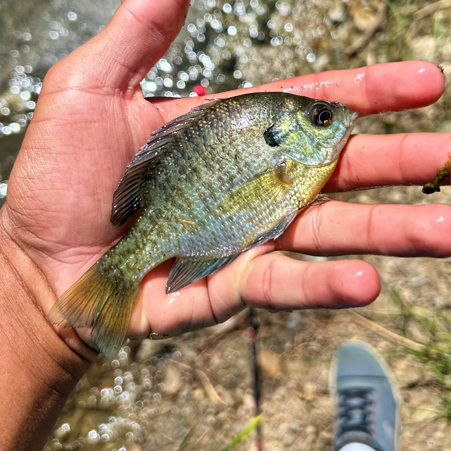 Bluegill caught on Fishbrain
