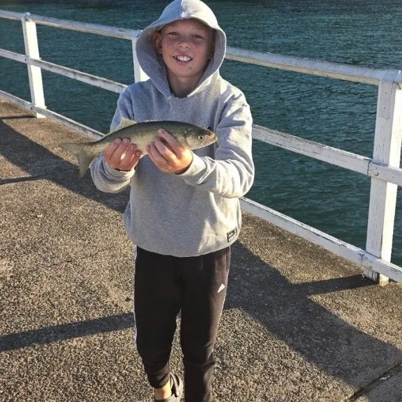 Bluefish caught on Fishbrain