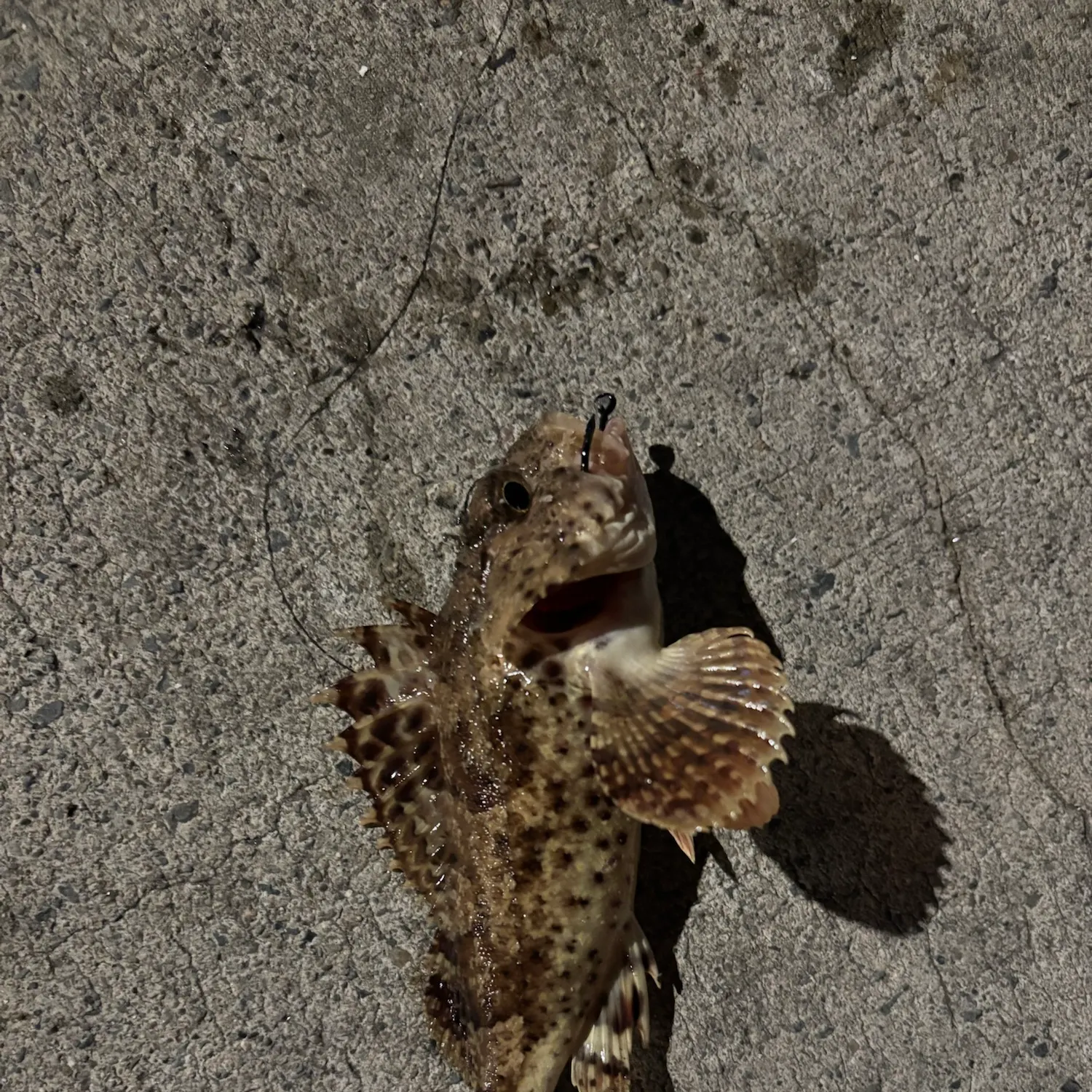 The most recent California scorpionfish catches on Fishbrain