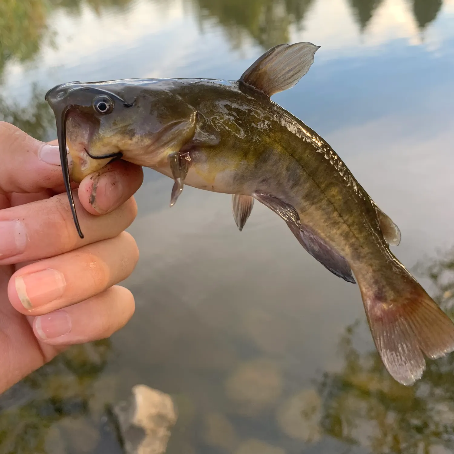 Black bullhead caught on Fishbrain