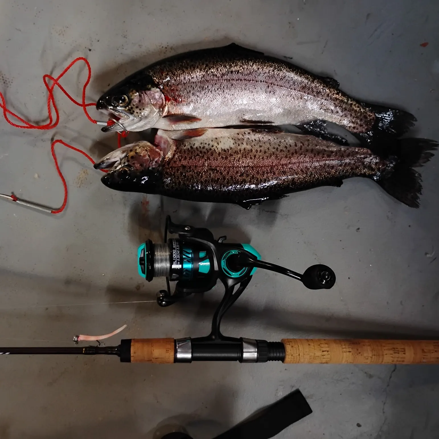 The most recent Rainbow trout catches on Fishbrain