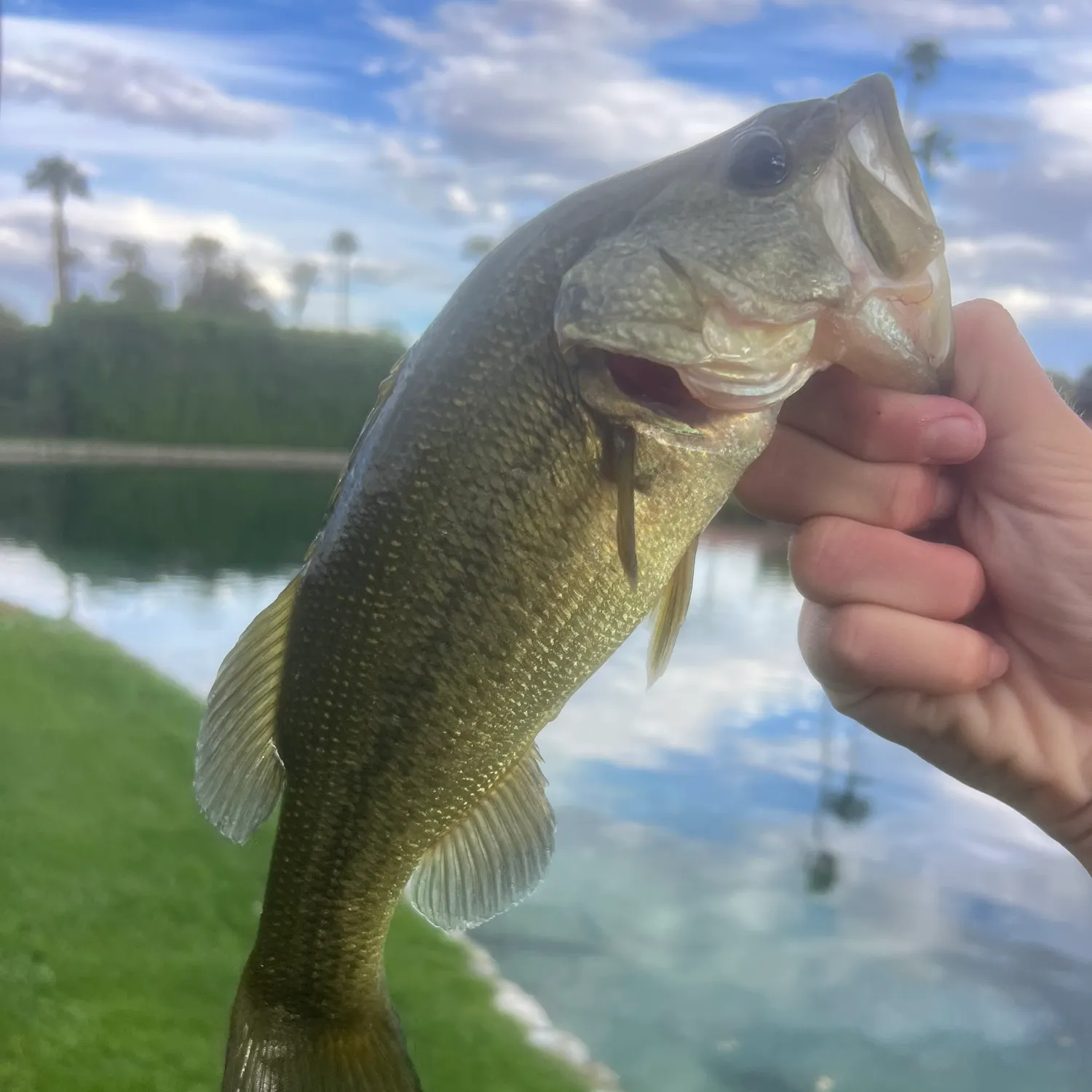 Largemouth bass caught on Fishbrain