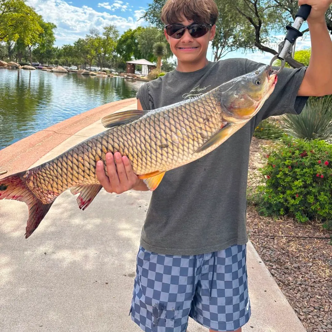 The most recent Grass carp catches on Fishbrain