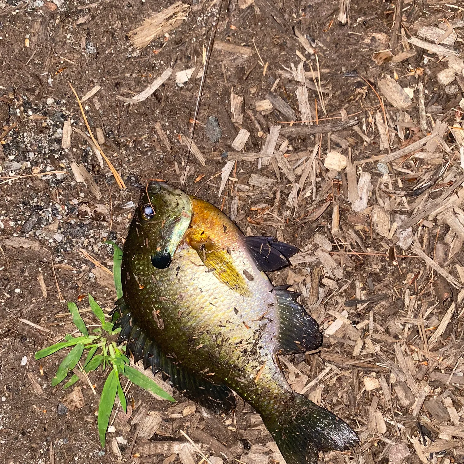Bluegill caught on Fishbrain