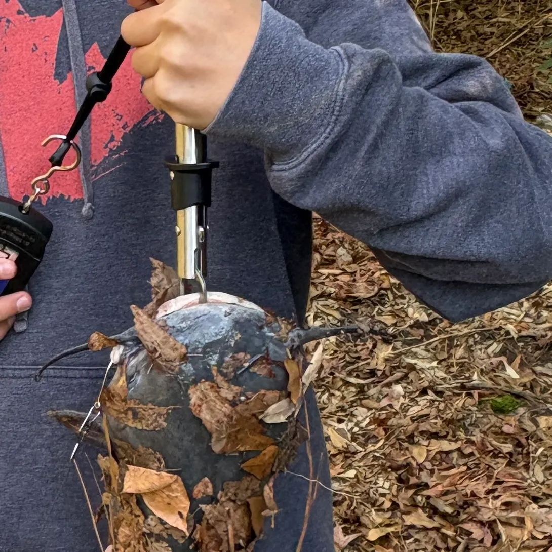 The most recent White bullhead catches on Fishbrain