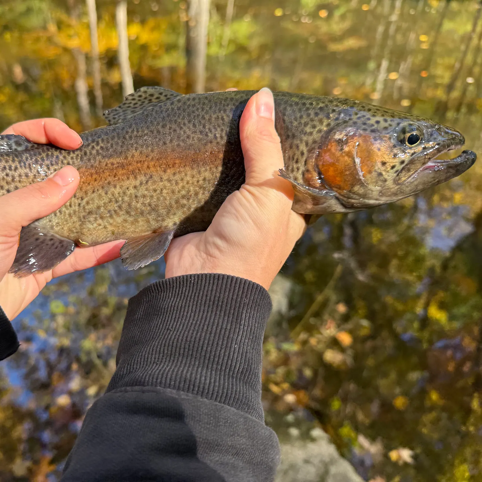 Rainbow trout caught on Fishbrain