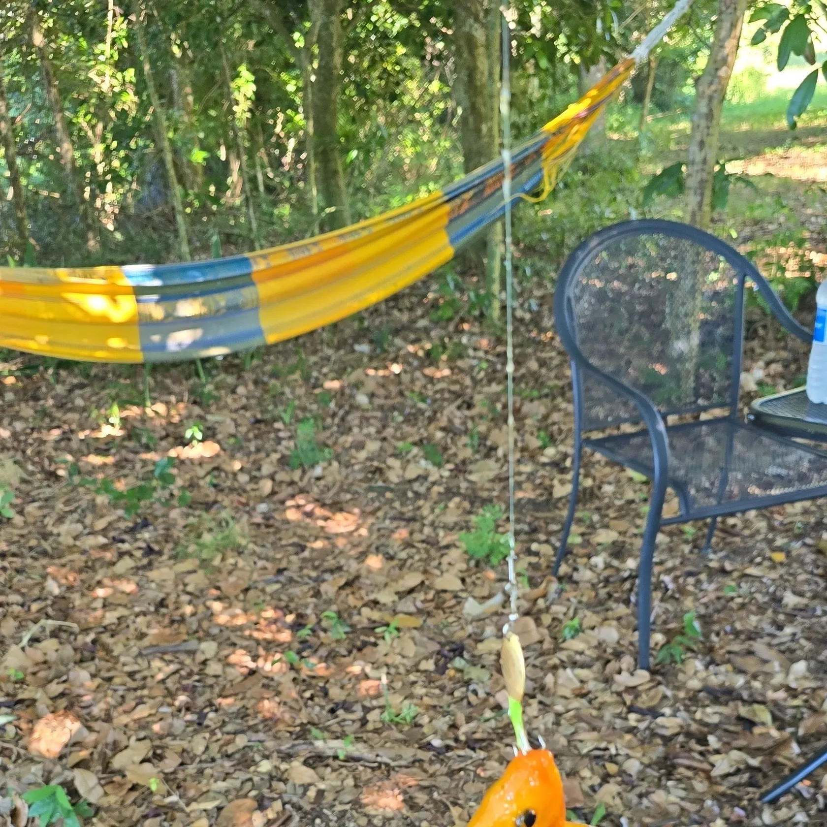 The most recent Midas cichlid catches on Fishbrain