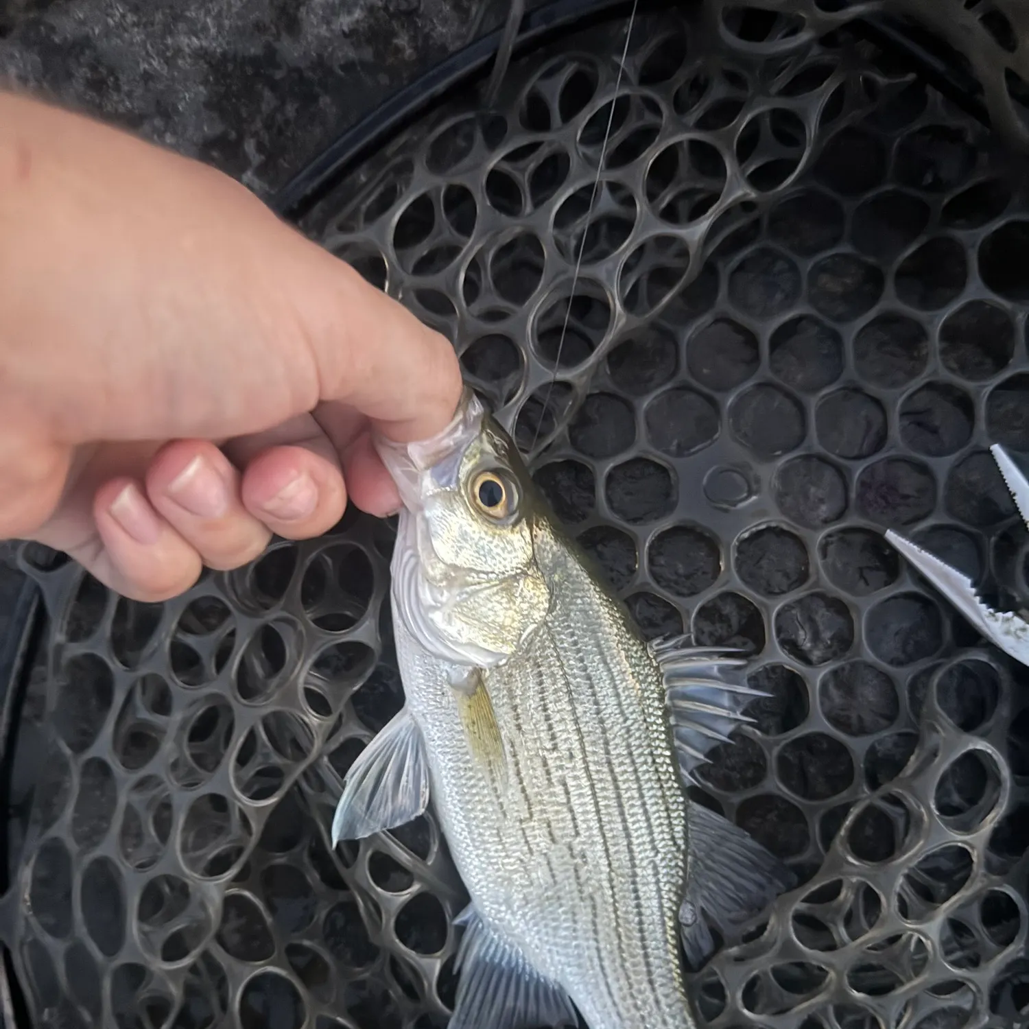 White bass caught on Fishbrain
