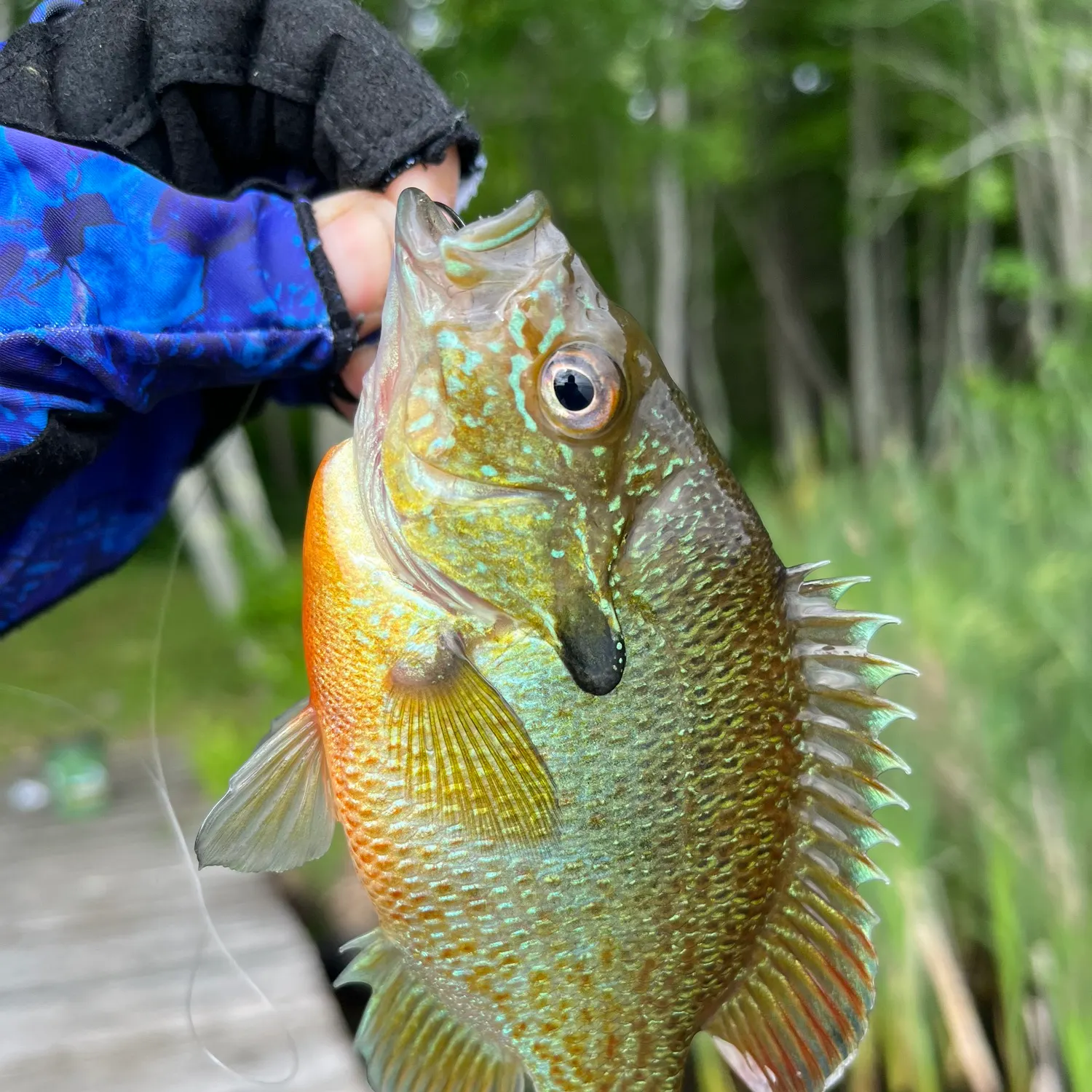 recently logged catches