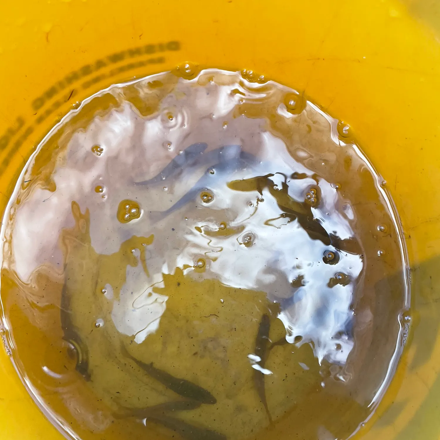 The most recent Banded killifish catches on Fishbrain