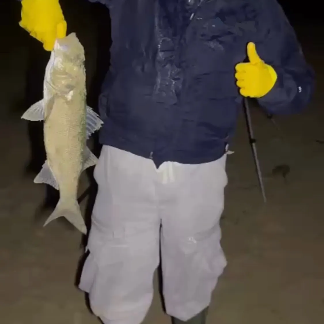 European seabass caught on Fishbrain