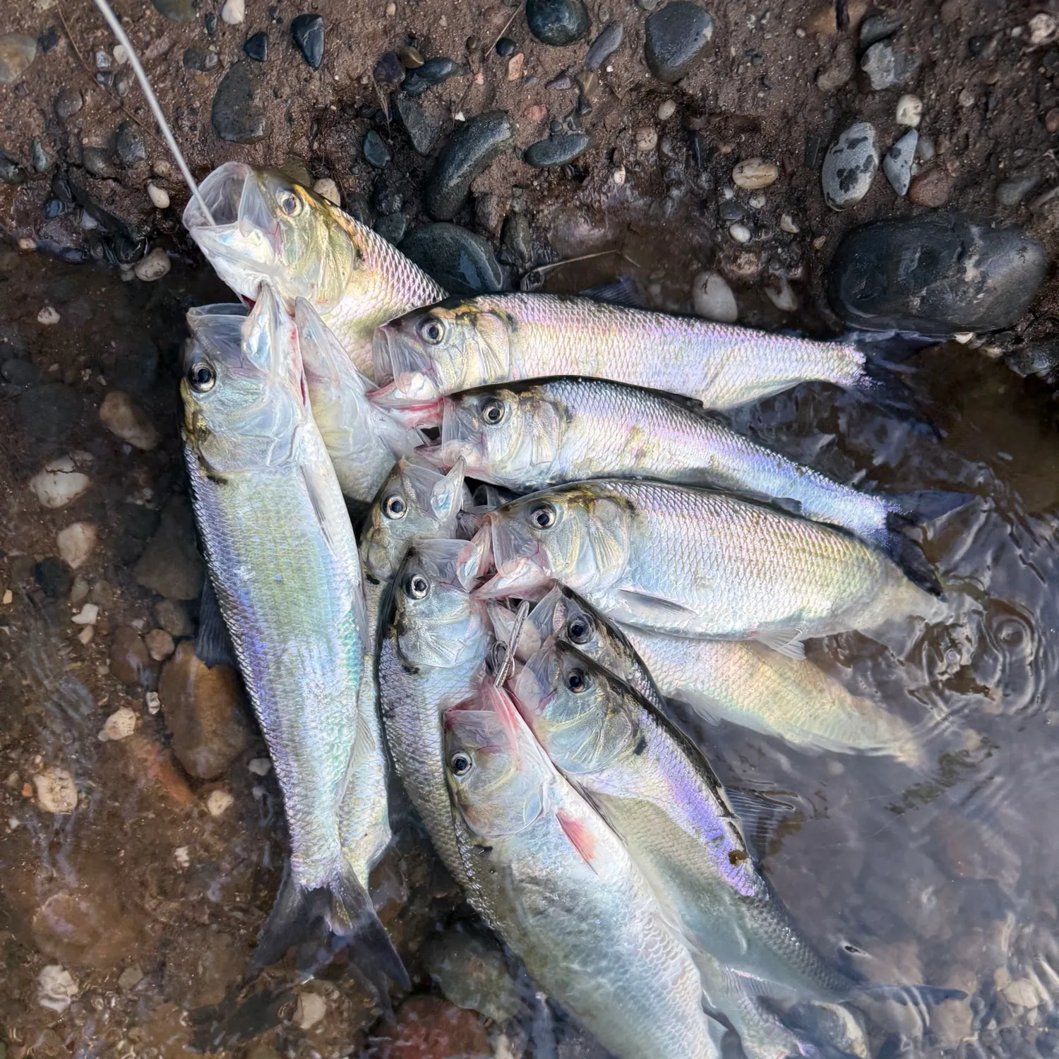The most recent American shad catches on Fishbrain