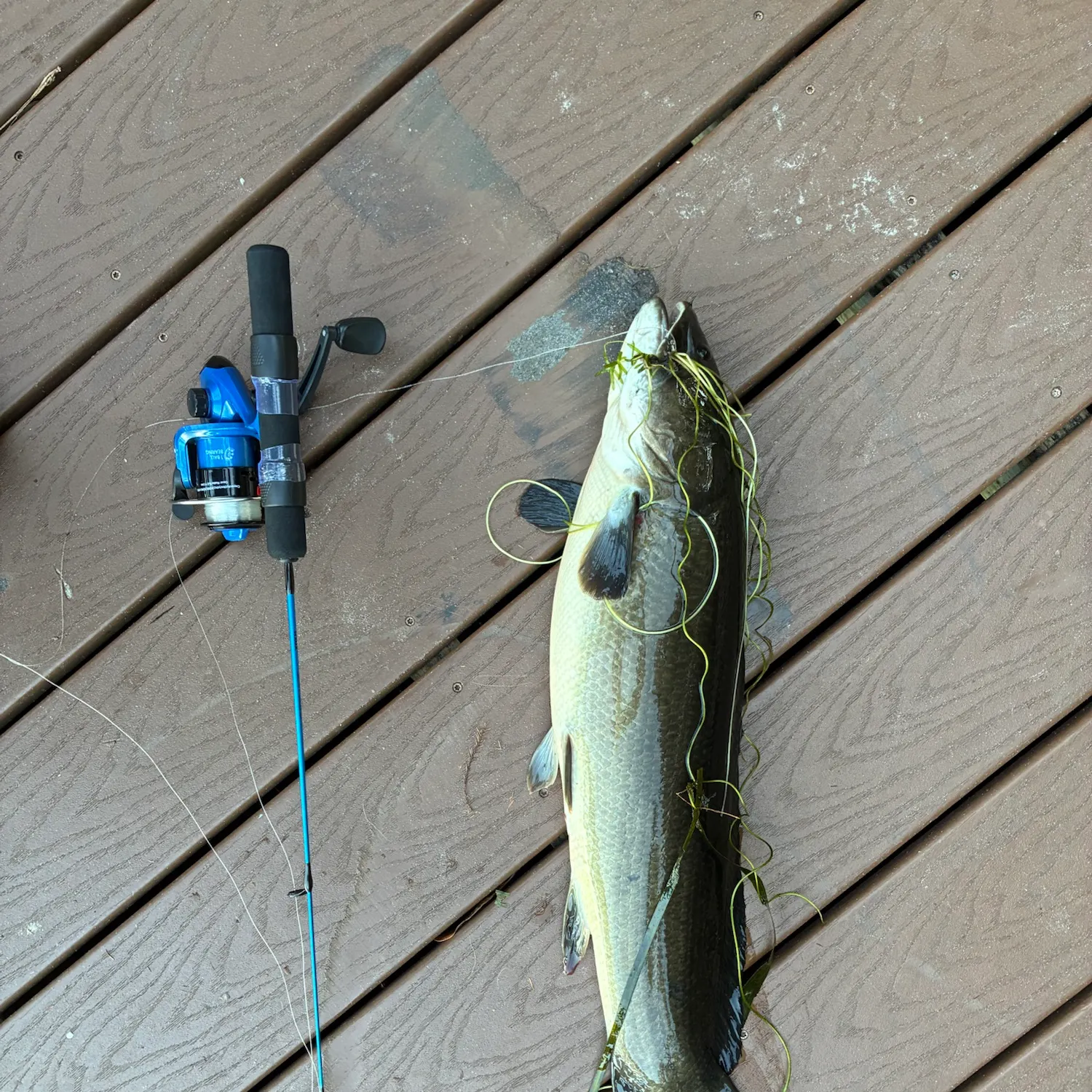 Ruddy bowfin caught on Fishbrain