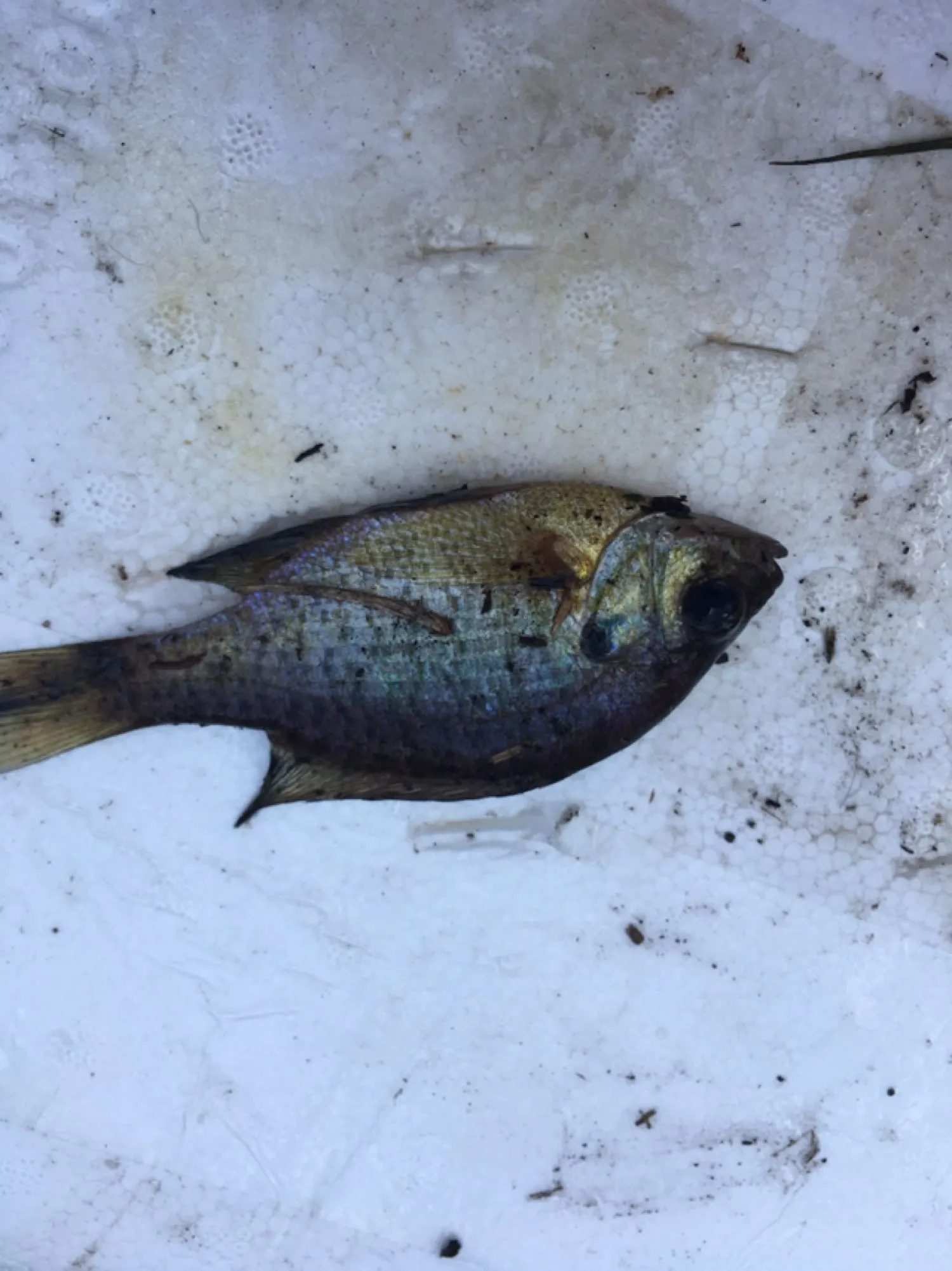 Post image from jrandolph7271