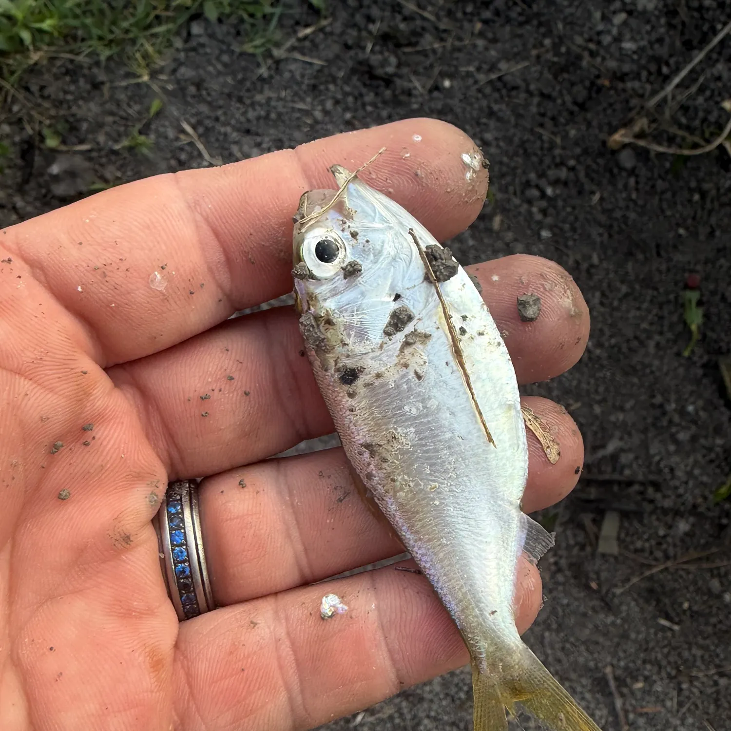 The most recent Threadfin shad catches on Fishbrain