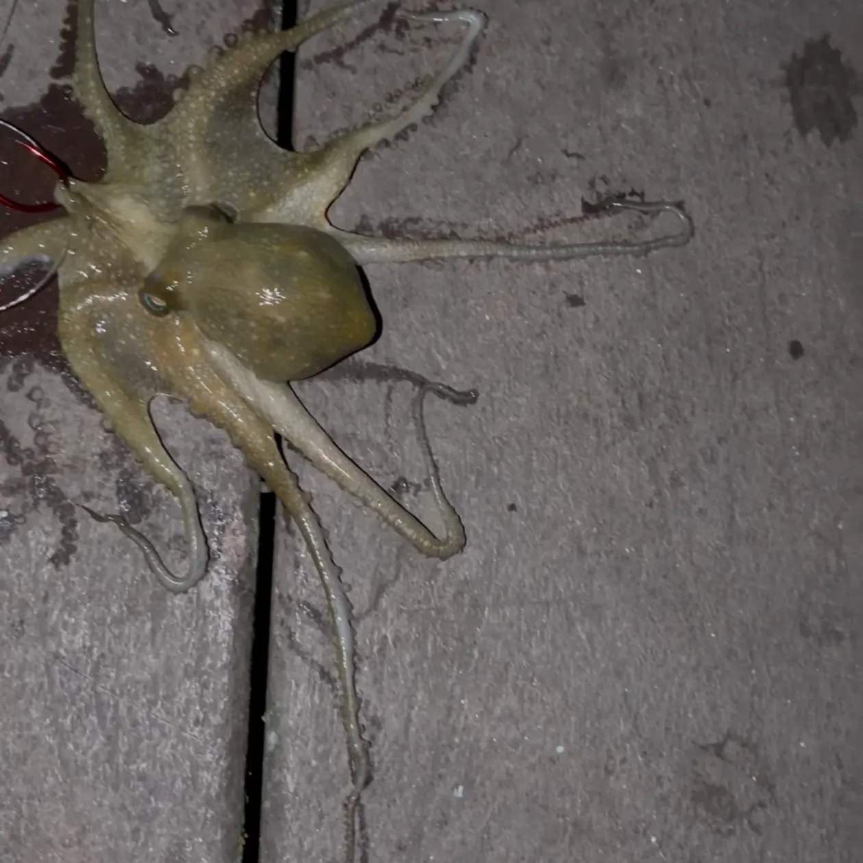 The most recent California two-spot octopus catches on Fishbrain