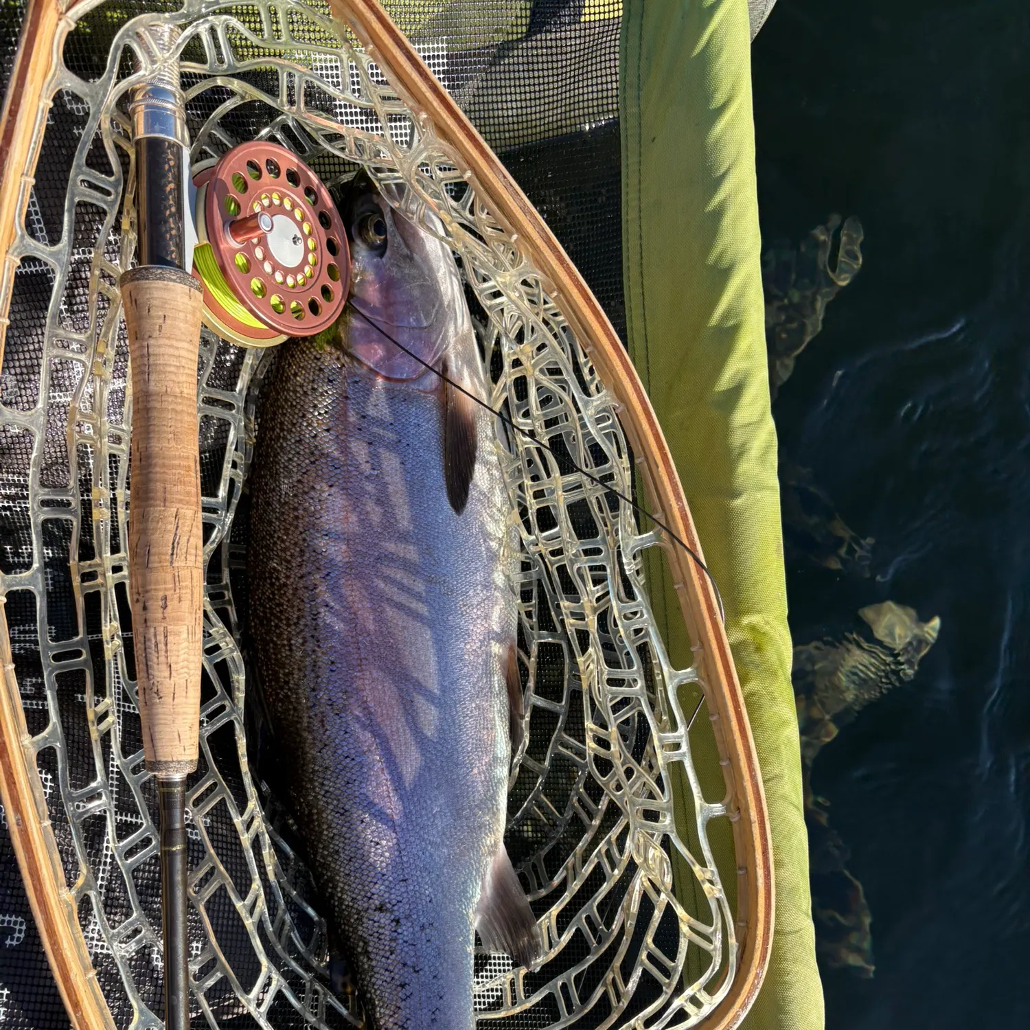 Rainbow trout caught on Fishbrain