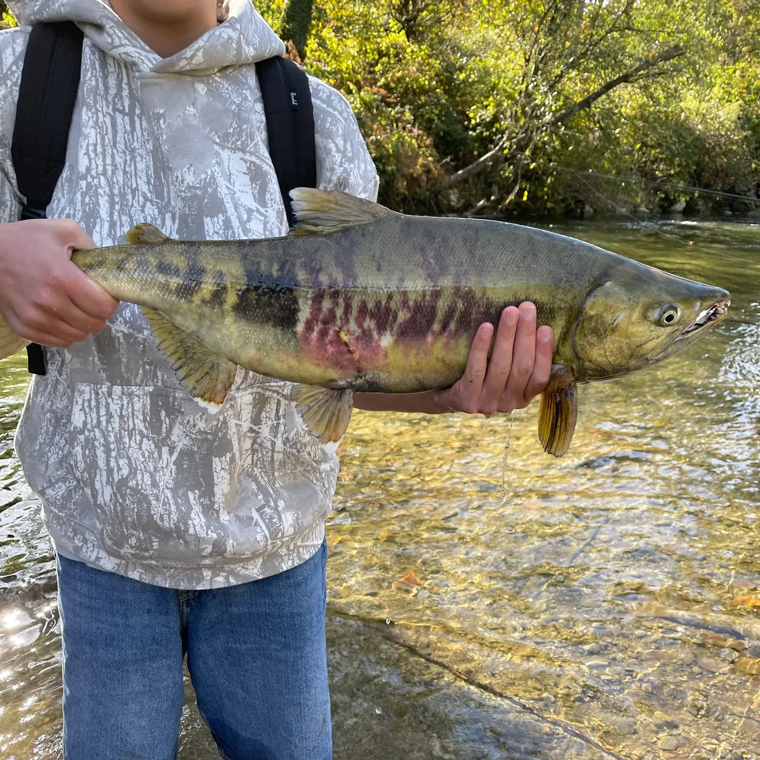 Chum salmon caught on Fishbrain