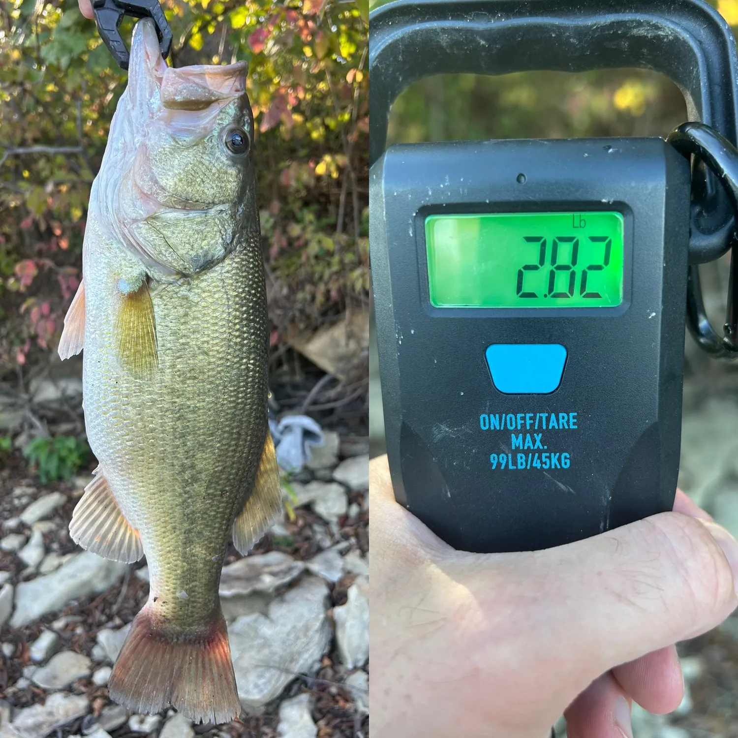 Largemouth bass caught on Fishbrain