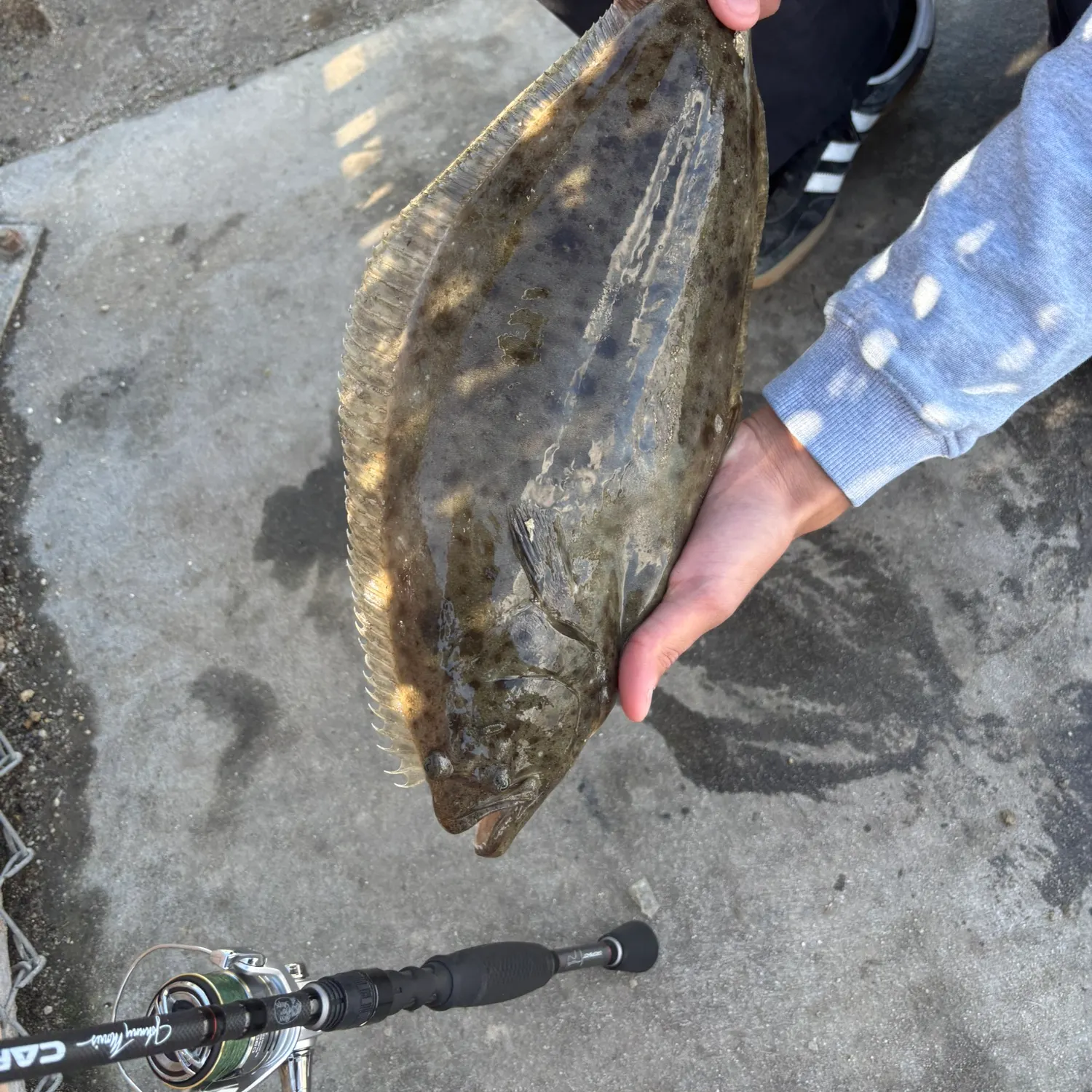 The most recent California halibut catches on Fishbrain