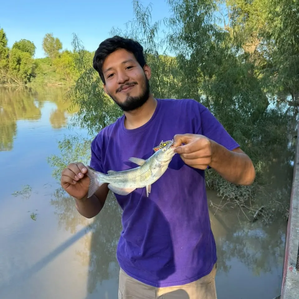 Channel catfish caught on Fishbrain