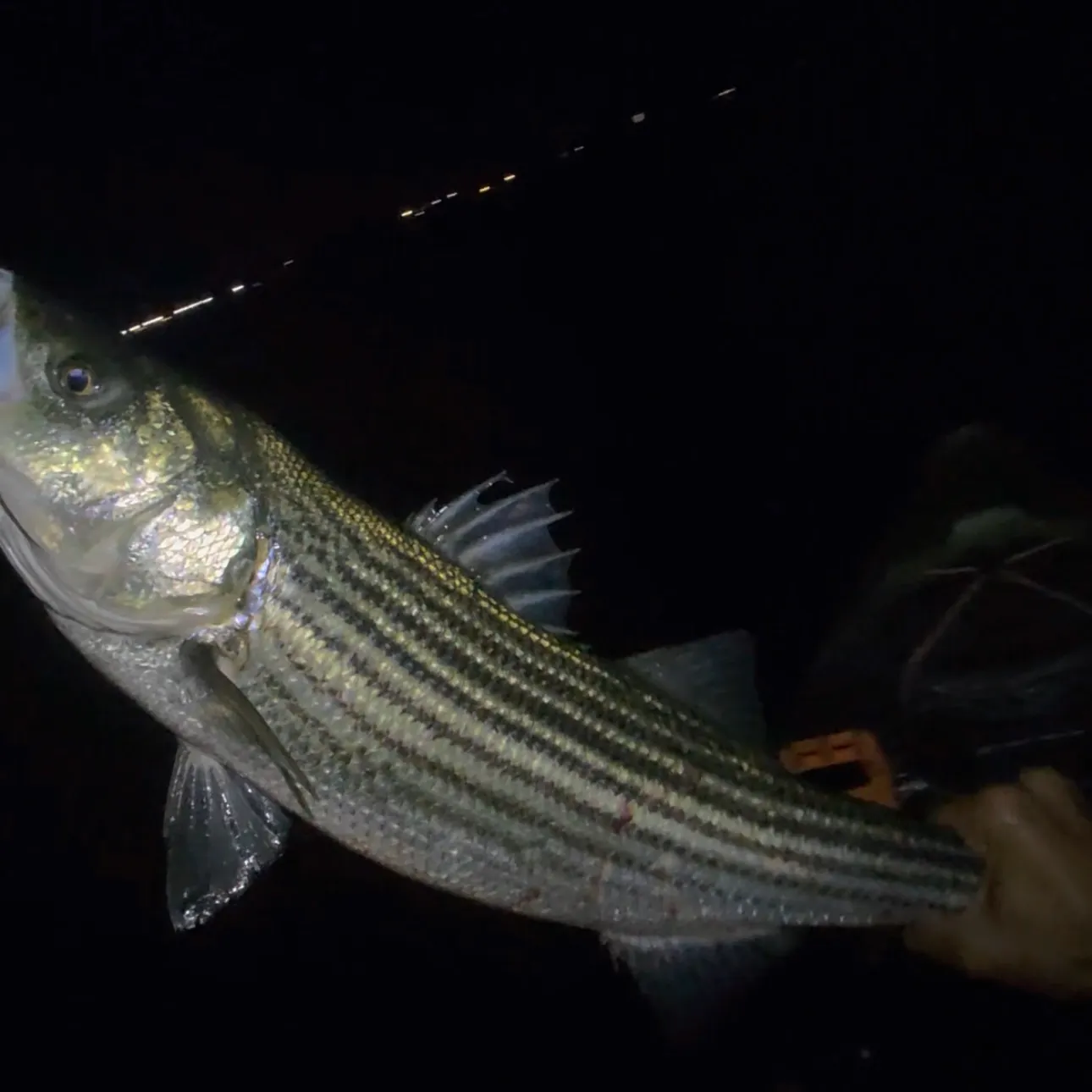 Striped bass caught on Fishbrain