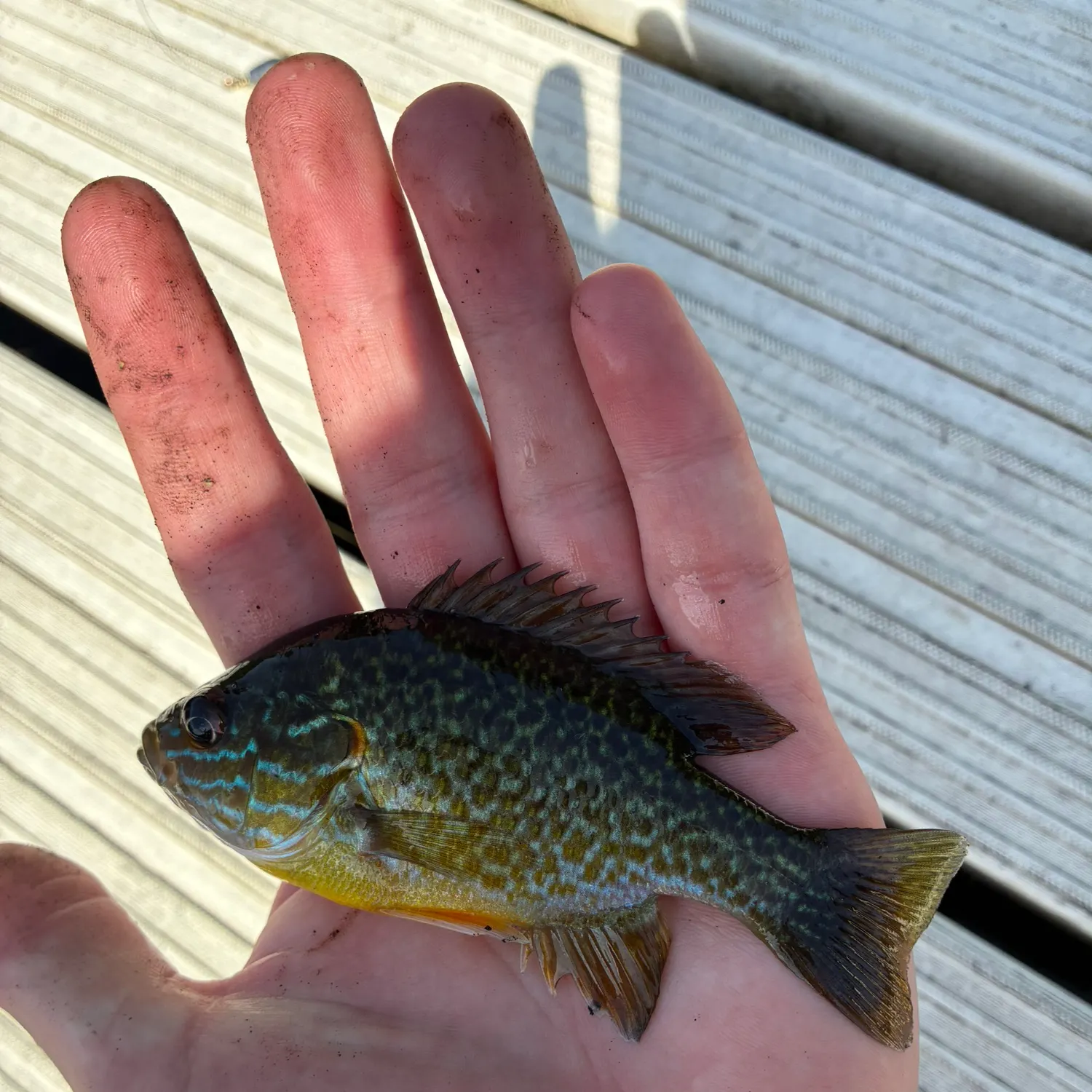 Pumpkinseed caught on Fishbrain