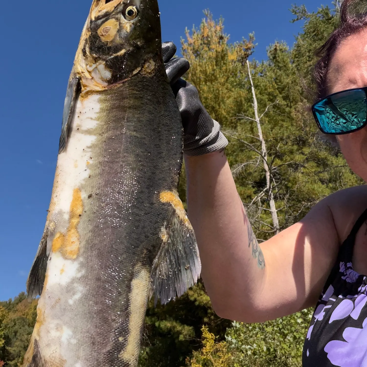 Chinook salmon caught on Fishbrain