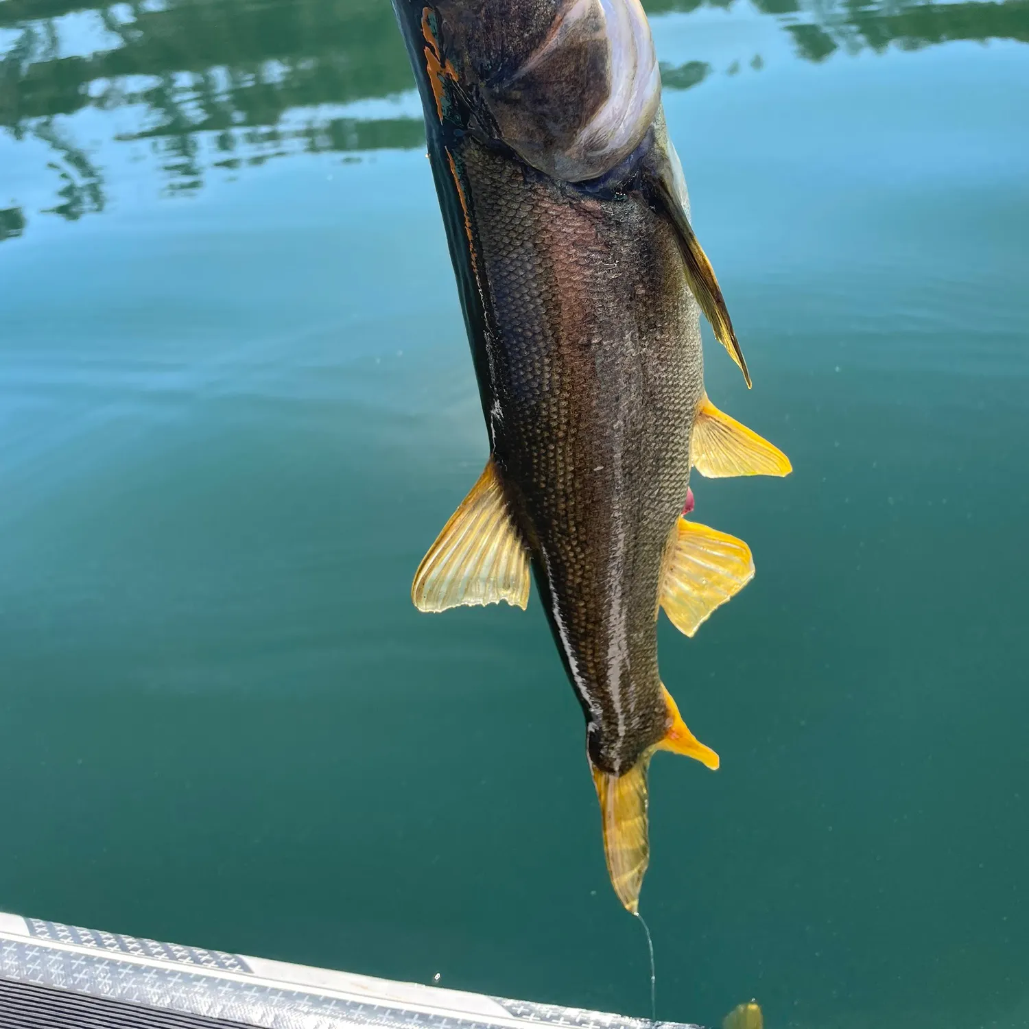 Northern pikeminnow caught on Fishbrain